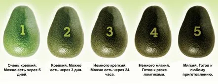 avocado