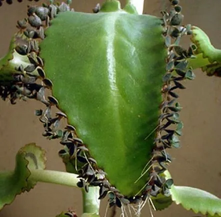 kalanchoe