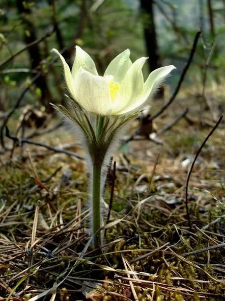 împușcat