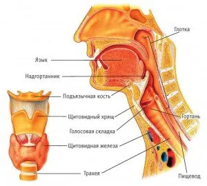 Care este structura gâtului și a laringelui