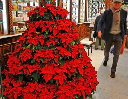 Poinsettia, îngrijirea vedetei de Crăciun acasă