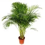 Areca palmier sau areca