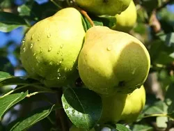 Cultivarea perelor din soiul de rouă august