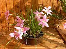 Floarea Zephyranthes