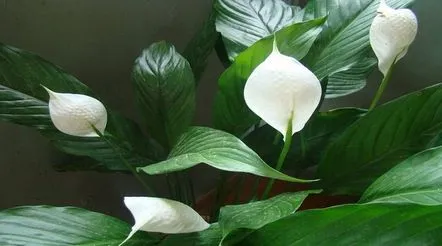 spathiphyllum