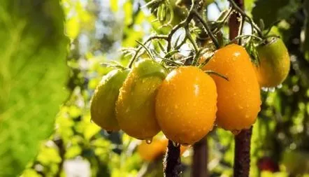 Descrierea soiului de tomate Southern Zahar, recenzii, fotografii, caracteristici