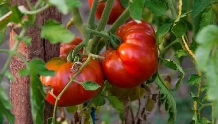 Descrierea soiului Tomato Pride of Siberia, caracteristici, recenzii, fotografie