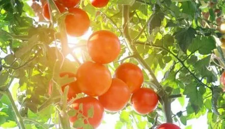 Descrierea soiului de tomate Hrushivka, caracteristici, fotografie