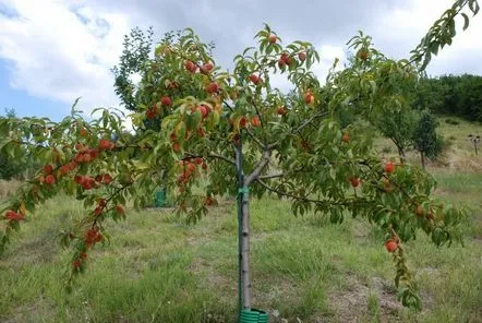 Sfaturi pentru tăierea caiselor