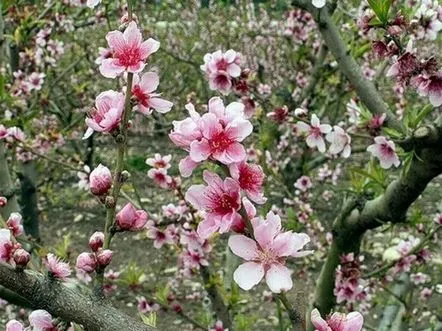 Almond, un rezumat al lecției despre natura nativă