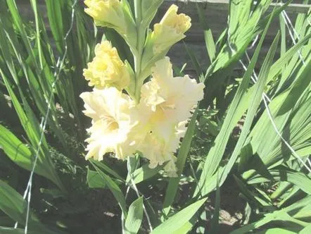 gladiole