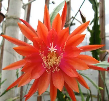 Îngrijirea Epiphyllum la domiciliu