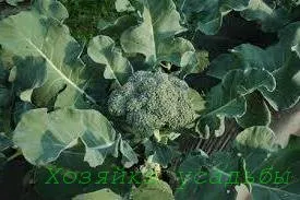 Varză broccoli, cultivare, îngrijire și beneficii