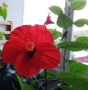 Hibiscus (trandafir chinezesc) îngrijire acasă