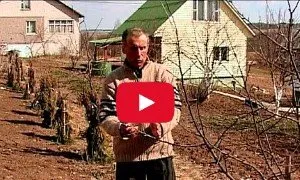 Tăierea pomilor tineri (înainte de fructificare) video