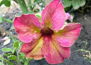 Petunia sofistica lime bicolor cameleon in gradina ta