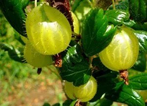 Particularități ale cultivării agrișelor în țară