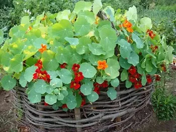 nasturtium