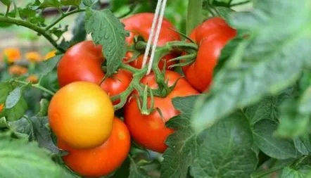 Tomate Verlioka, descrierea soiului, caracteristici, fotografie