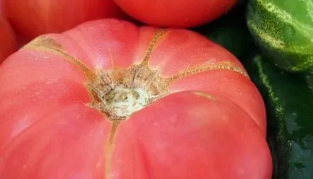 Tomato Pink elefant, descrierea soiului, recenzii, fotografii