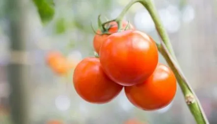 Descrierea soiului de tomate Solerosso F1, recenzii