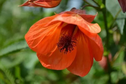 abutilon