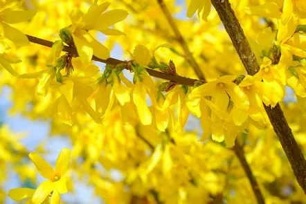 Fotografie Forsythia, plantare și îngrijire