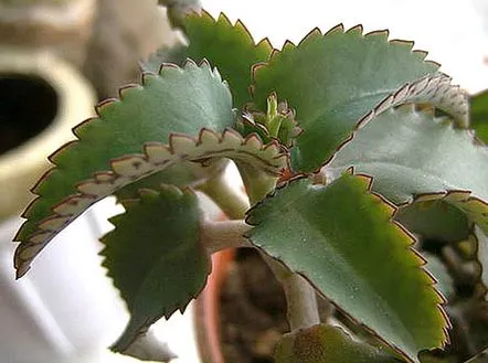 kalanchoe