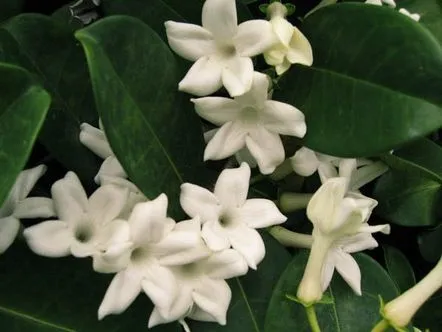 stephanotis