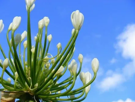 agapanthus