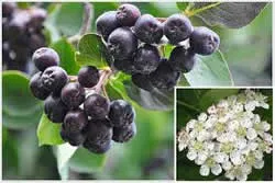 Aronia, vagy berkenye és titkait