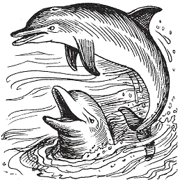 Mit tudunk a delfinek