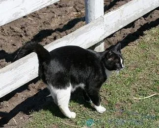 Mi a teendő, ha egy macska jelzi - válaszokat és tanácsokat a kérdéseire