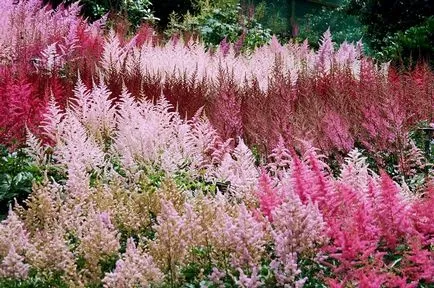 Ceea ce stim despre ingrijirea Astilbe si transplantul