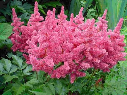 Какво знаем за Astilbe грижи и трансплантация