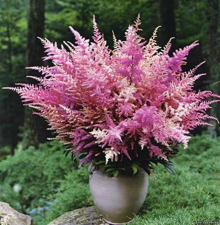 Какво знаем за Astilbe грижи и трансплантация