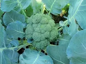 Cum să crești corect broccoli