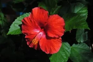 Este posibil sau nu să păstrați un trandafir chinezesc (hibiscus) în casă, semne populare, superstiții