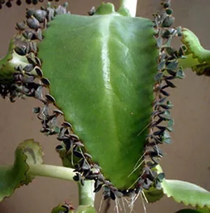 kalanchoe