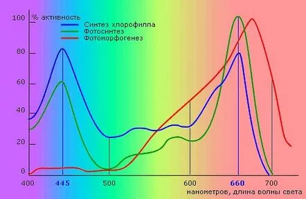 răsadurilor