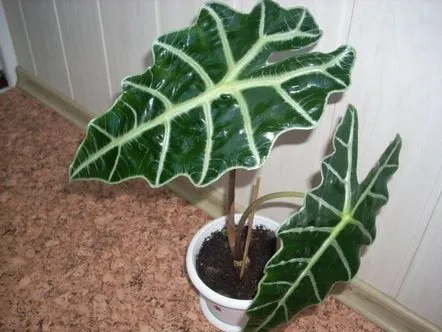 Pe scurt despre frumoasa Alocasia