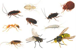 Insecte de casă Centipede, paraziți, specii inofensive, paraziți, ploșnițe zburătoare; vătămarea oamenilor, metode de protecție și prevenire