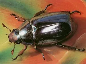 scarab