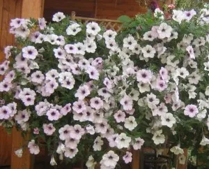 Petunia Typhoon, principalele caracteristici ale plantei