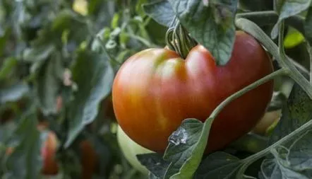 Descrierea soiului gigant Tomato Pink, recenzii, fotografie