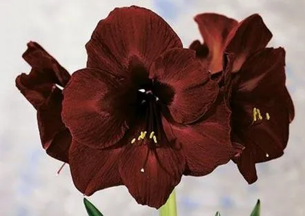 Îngrijirea Amaryllis la domiciliu