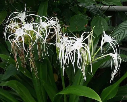 Himenocallis parfumat pe pervazul ferestrei tale