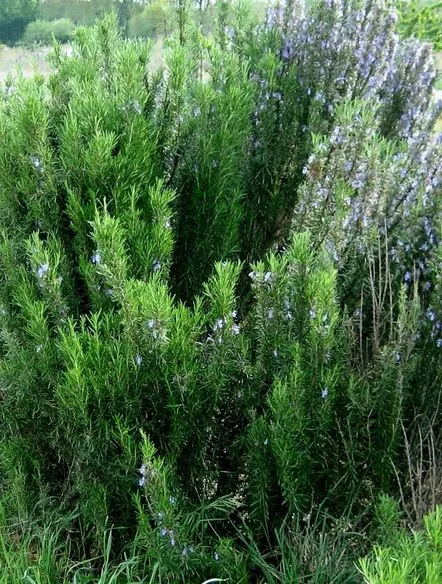 rosemary