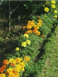 Aranjamente de flori de galbenele, sau tagete in gradina