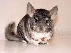 chinchilla